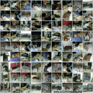 12476037_10207078328211496_1659267972_n