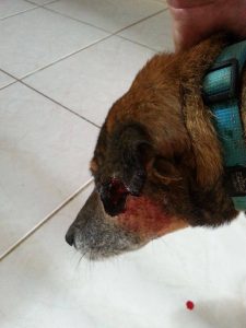 12483148_10207074036064195_84110664_o