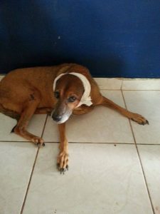 12483226_10207074035864190_1263174655_o