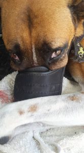 12510222_10208661250347894_5212106758837579395_n