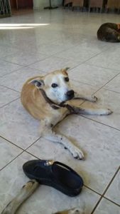 12575836_10207209528411419_99426952_n