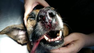 12620377_10207209508930932_1369803201_o