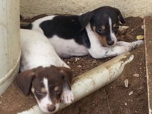 12630763_10207258662559742_697997099_o