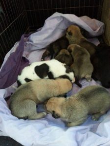 12636958_10207258663239759_513759377_o