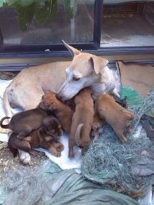 12644894_10208742624702202_5365566739175467623_n