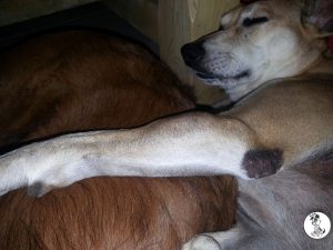 12648144_10207239302275747_1874329018_n