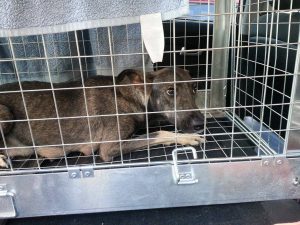 12656293_10207258663639769_319584455_o