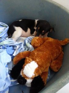 12670006_10207258664559792_1031646905_o