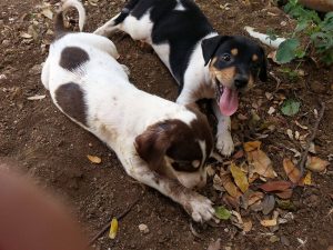 12670014_10207258662719746_1182556091_o