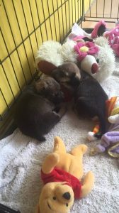 1415619_1042933515738031_244273435_n