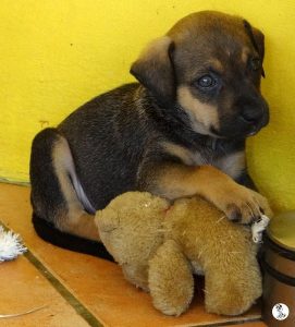 Boukje pups 5 weken klein (11)