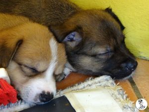 Boukje pups 5 weken klein (12)