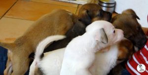 Boukje pups 5 weken klein (13)