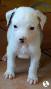 Boukje pups 5 weken klein (14)