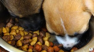 Boukje pups 5 weken klein (15)