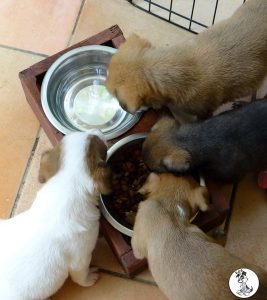 Boukje pups 5 weken klein (16)