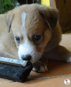 Boukje pups 5 weken klein (17)