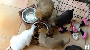 Boukje pups 5 weken klein (18)