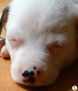 Boukje pups 5 weken klein (19)