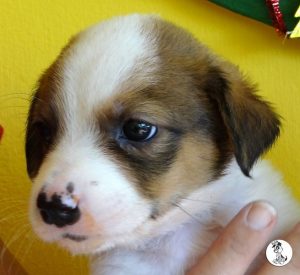 Boukje pups 5 weken klein (2)