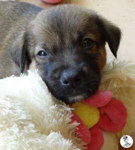 Boukje pups 5 weken klein (20)