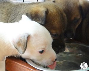 Boukje pups 5 weken klein (22)