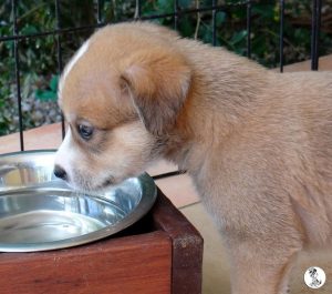 Boukje pups 5 weken klein (23)
