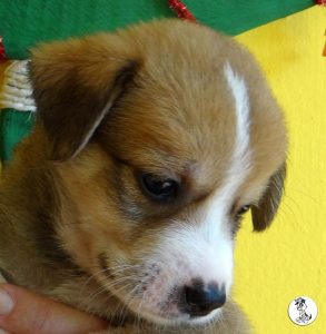 Boukje pups 5 weken klein (24)