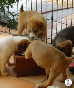 Boukje pups 5 weken klein (27)