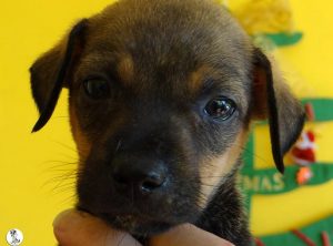 Boukje pups 5 weken klein (28)