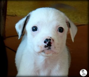 Boukje pups 5 weken klein (29)