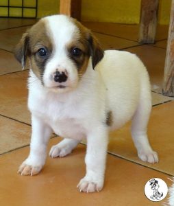 Boukje pups 5 weken klein (30)