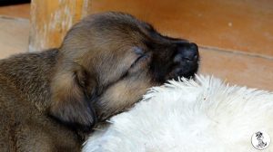 Boukje pups 5 weken klein