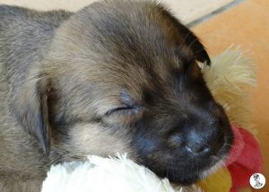 Boukje pups 5 weken klein (35)