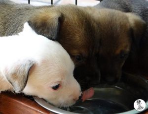 Boukje pups 5 weken klein (37)