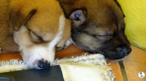 Boukje pups 5 weken klein (38)