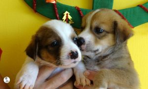 Boukje pups 5 weken klein (4)