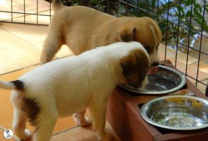 Boukje pups 5 weken klein (5)