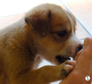 Boukje pups 5 weken klein (6)