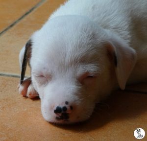 Boukje pups 5 weken klein (7)