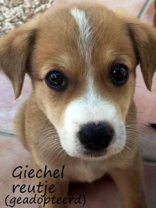 Giechel1