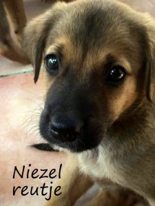 Niezel