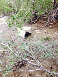 st cruz pups in doos