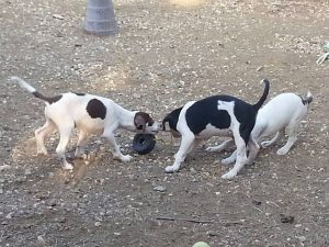 12325105_10207395862949666_555549644_n