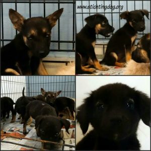 12410592_464290587096166_406162256707566922_n