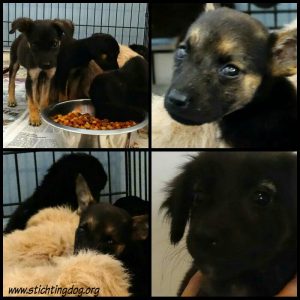 12417923_464290570429501_8920035250444194143_n