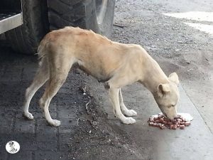 12458863_10207060924296409_1337395829_o