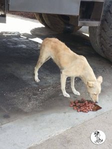 12465575_10207060924216407_915402843_o