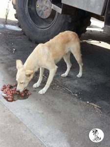 12471038_10207060924176406_376176457_o