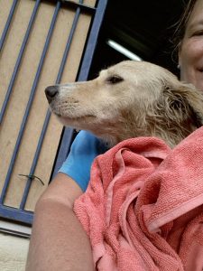 12516286_10207395868029793_122459621_n